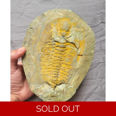 Rare Authentic Cambropallas Trilobite Fossil From The Cambrian Of Morocco Rare Authentic Cambropallas Trilobite Fossil From The Cambrian Of Morocco